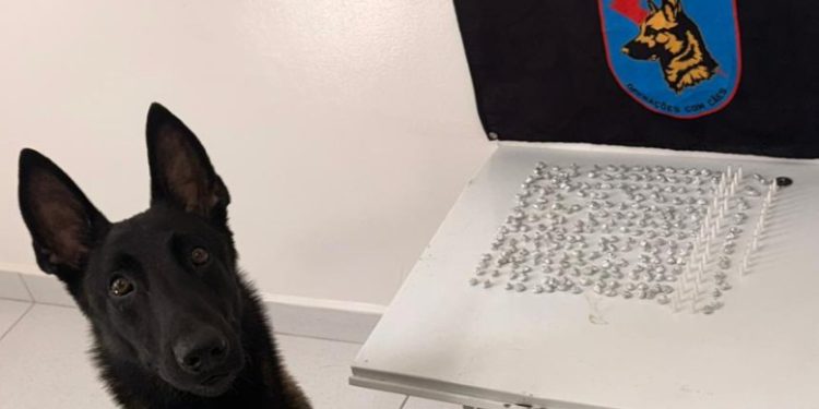 PM prende homem com quase 300 porções de crack e cocaína após ação com cão farejador em Matinhos