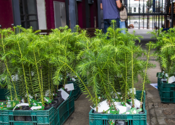 É de graça! Últimas entregas de árvores do ano continuam esta semana; saiba onde garantir uma muda