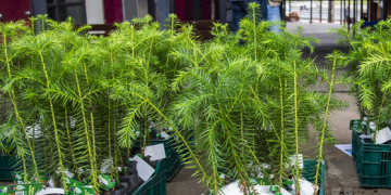 É de graça! Últimas entregas de árvores do ano continuam esta semana; saiba onde garantir uma muda