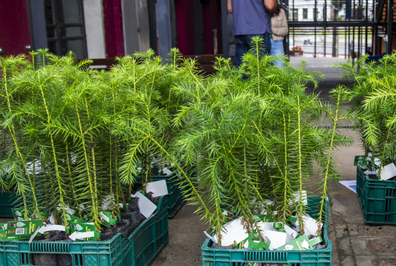 É de graça! Últimas entregas de árvores do ano continuam esta semana; saiba onde garantir uma muda