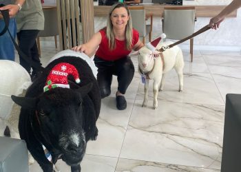 Pet terapia leva ovelhas em clima natalino ao Hospital Ônix Batel