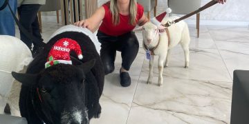 Pet terapia leva ovelhas em clima natalino ao Hospital Ônix Batel