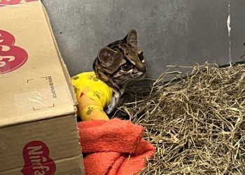 Após longo tratamento, gato-maracajá atropelado é devolvido à natureza no Oeste do Paraná