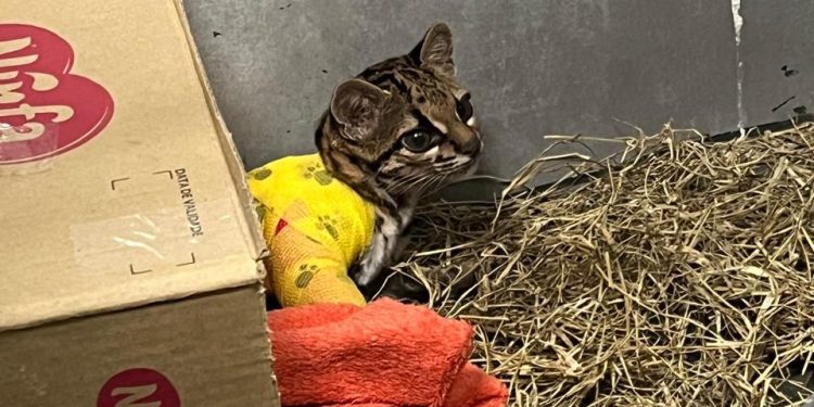 Após longo tratamento, gato-maracajá atropelado é devolvido à natureza no Oeste do Paraná