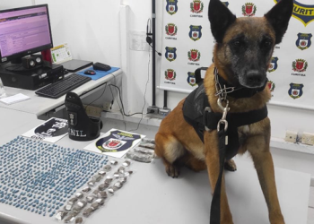 Guarda Municipal se despede da k-9 Tróia, que por mais de 8 anos combateu a criminalidade em Curitiba