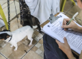 Agendamentos para os primeiros mutirões de castração de cães e gatos de 2026 abrem nesta segunda-feira