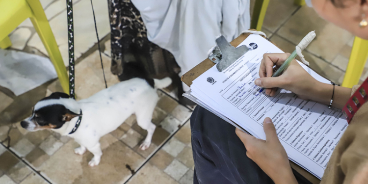 Agendamentos para os primeiros mutirões de castração de cães e gatos de 2026 abrem nesta segunda-feira