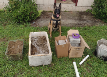 Guarda Municipal prende suspeito por tráfico de drogas e localiza mais de 30 quilos de substâncias ilícitas