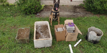 Guarda Municipal prende suspeito por tráfico de drogas e localiza mais de 30 quilos de substâncias ilícitas