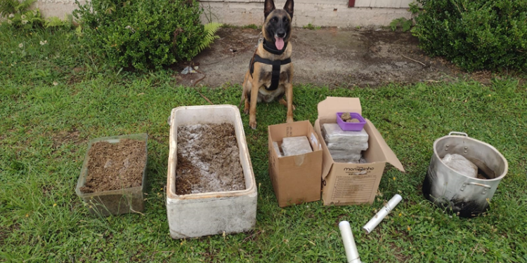 Guarda Municipal prende suspeito por tráfico de drogas e localiza mais de 30 quilos de substâncias ilícitas