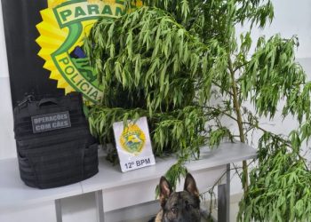 Cão farejador encontra árvore de maconha em Santa Felicidade