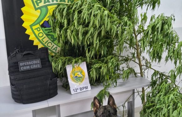 Cão farejador encontra árvore de maconha em Santa Felicidade