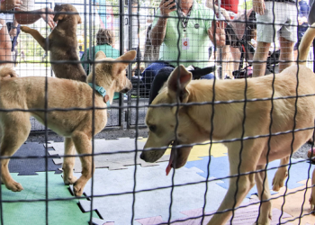 Amigo Bicho vai animar o sábado no Parque Barigui com 40 cães para adoção