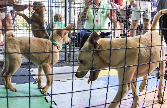 Amigo Bicho vai animar o sábado no Parque Barigui com 40 cães para adoção