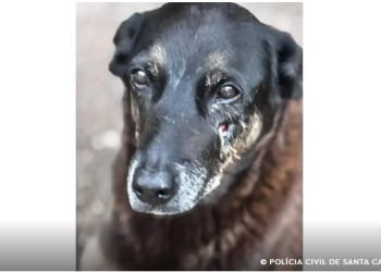 Saiba que sanções podem ser aplicadas a jovens que mataram cão Orelha