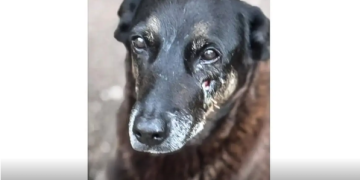 Saiba que sanções podem ser aplicadas a jovens que mataram cão Orelha