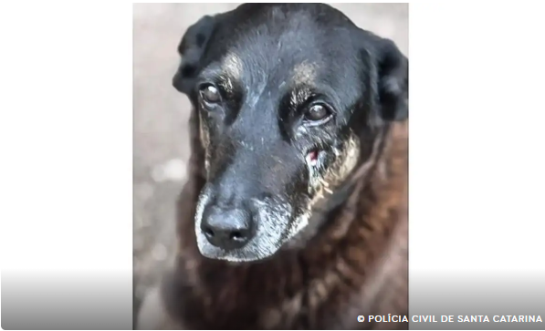 Saiba que sanções podem ser aplicadas a jovens que mataram cão Orelha