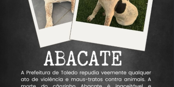 Cachorro comunitário Abacate é morto por um tiro no Paraná