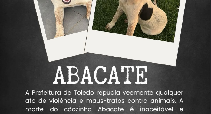 Cachorro comunitário Abacate é morto por um tiro no Paraná
