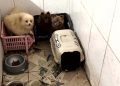 Operação resgata 50 cães da raça spitz alemão em situação de maus-tratos em Piraquara