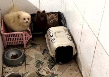 Operação resgata 50 cães da raça spitz alemão em situação de maus-tratos em Piraquara