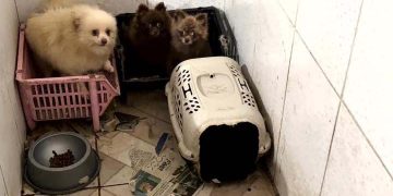 Operação resgata 50 cães da raça spitz alemão em situação de maus-tratos em Piraquara