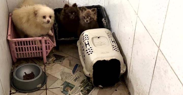 Operação resgata 50 cães da raça spitz alemão em situação de maus-tratos em Piraquara