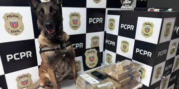 PMPR e PCPR apreendem quase 150 toneladas de drogas com apoio de cães em 2025