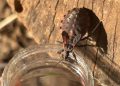 Saúde alerta sobre prevenção contra o bicho-barbeiro para evitar a doença de Chagas