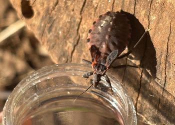 Saúde alerta sobre prevenção contra o bicho-barbeiro para evitar a doença de Chagas