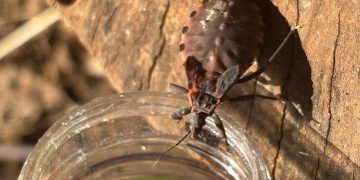 Saúde alerta sobre prevenção contra o bicho-barbeiro para evitar a doença de Chagas