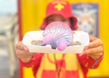 Bombeiros orientam como prevenir e o que fazer em caso de queimaduras por água-viva