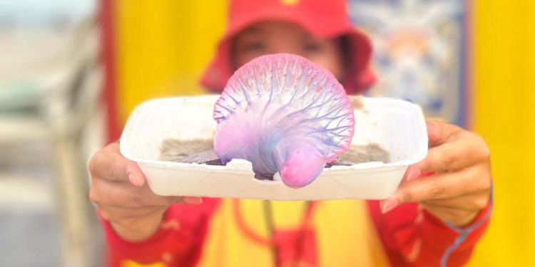 Bombeiros orientam como prevenir e o que fazer em caso de queimaduras por água-viva