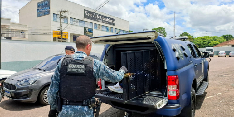 Muralha Digital auxilia Guarda Municipal na prisão de foragido da Justiça
