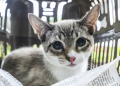 Prefeitura de Curitiba abre 4 mil vagas para castração gratuita de cães e gatos. Veja as datas e endereços