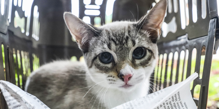 Prefeitura de Curitiba abre 4 mil vagas para castração gratuita de cães e gatos. Veja as datas e endereços