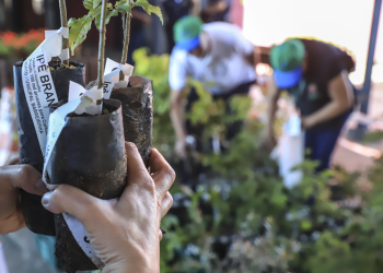 Prefeitura de Curitiba vai entregar 10 mil mudas de árvores na próxima semana. Saiba onde pegar a sua