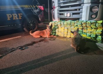 PRF apreende quase meia tonelada de drogas com apoio de cães farejadores no Paraná