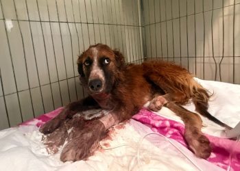 Policiais militares salvam cão gravemente ferido após ataque em Curitiba