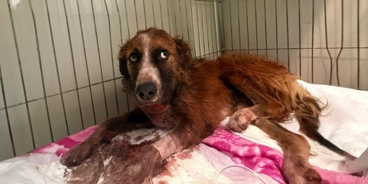 Policiais militares salvam cão gravemente ferido após ataque em Curitiba