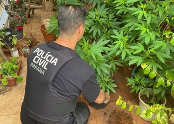 PCPR localiza laboratório de produção de maconha e prende homem