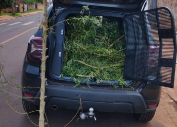 PCPR apreende pé de maconha em Mirador