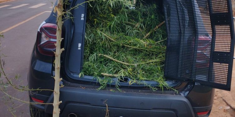PCPR apreende pé de maconha em Mirador