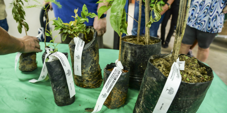Prefeitura vai entregar mudas de árvores nas festas de aniversário de Curitiba. Veja como garantir a sua