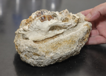 Fósseis encontrados em Curitiba revelam animais inéditos na ciência