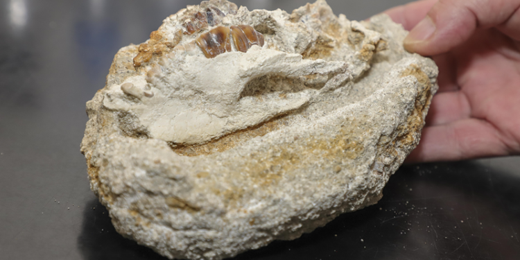 Fósseis encontrados em Curitiba revelam animais inéditos na ciência