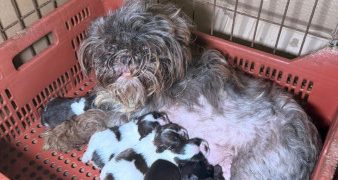 PCPR prende mulher em flagrante e resgata 80 animais em situação de maus-tratos em Curitiba