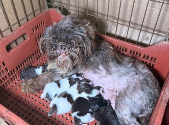 PCPR prende mulher em flagrante e resgata 80 animais em situação de maus-tratos em Curitiba