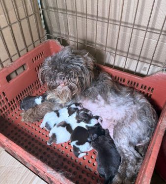 PCPR prende mulher em flagrante e resgata 80 animais em situação de maus-tratos em Curitiba