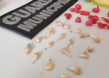 Indivíduo é detido com drogas próximo a escola em Almirante Tamandaré